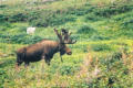 Newfoundland